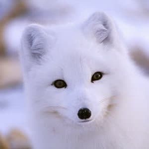 Arctic Fox